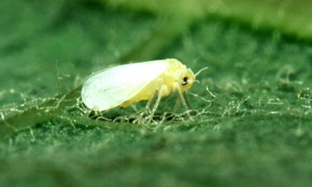 A yellow fly with white wings sits on a green leaf.