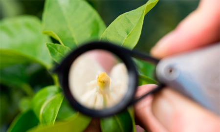 Image of a hand holding a magnifying glass over a plant