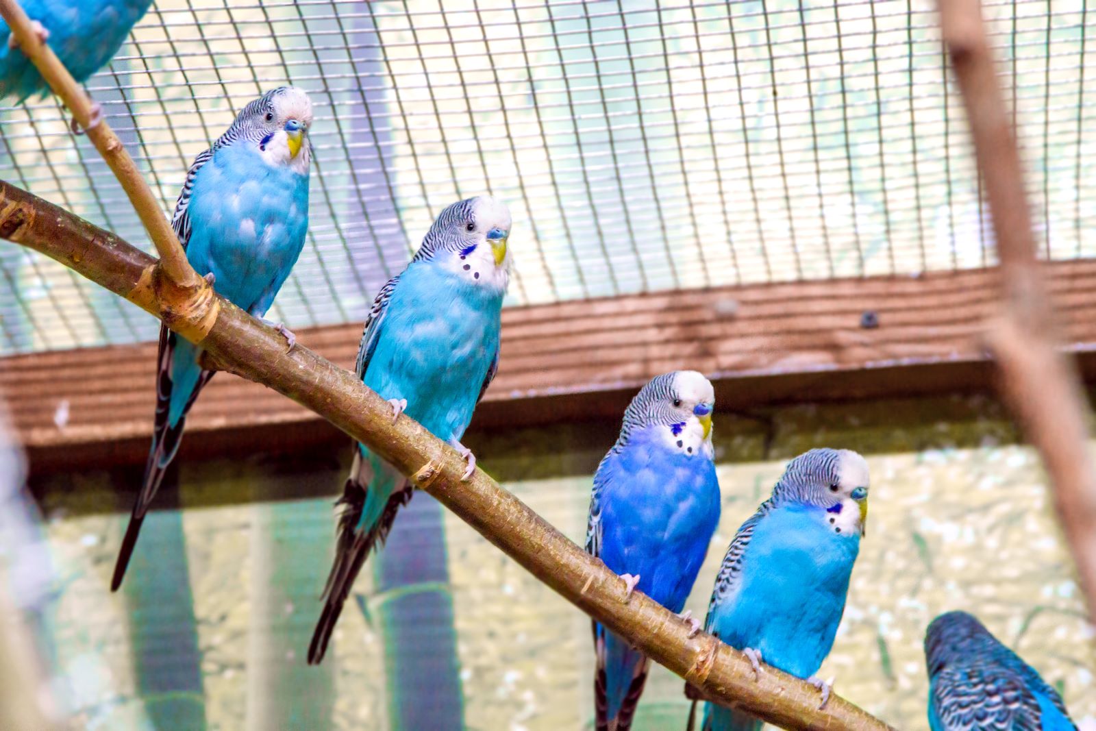 Row of budgies on a branch