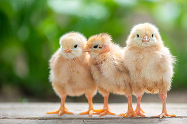 bm6-chicks.jpg