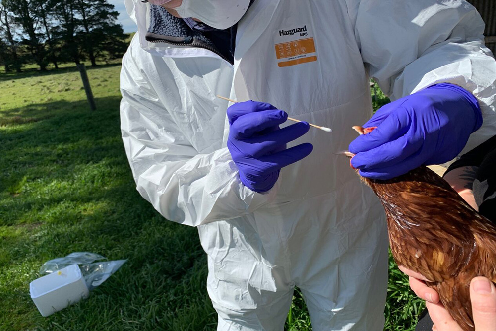 Image of a person in a hazmat suit conducting a swab test on a chicken