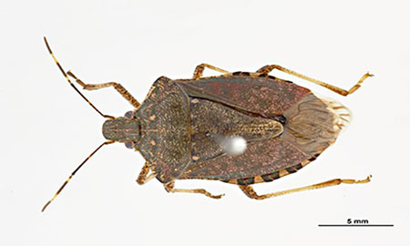 A brown and orange beetle shaped like a shield and with long antennae, on a white background