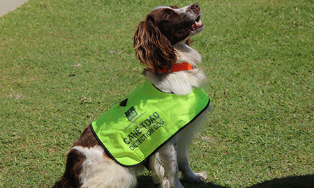 Dog with a flouro green vest rfom Brisbane City Council – Keep Moreton Island (Mulgumpin) Cane Toad Free