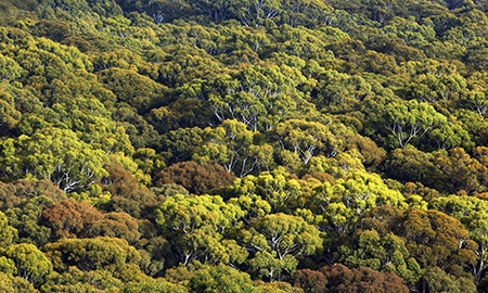 A canopy of green trees, photo taken from above.