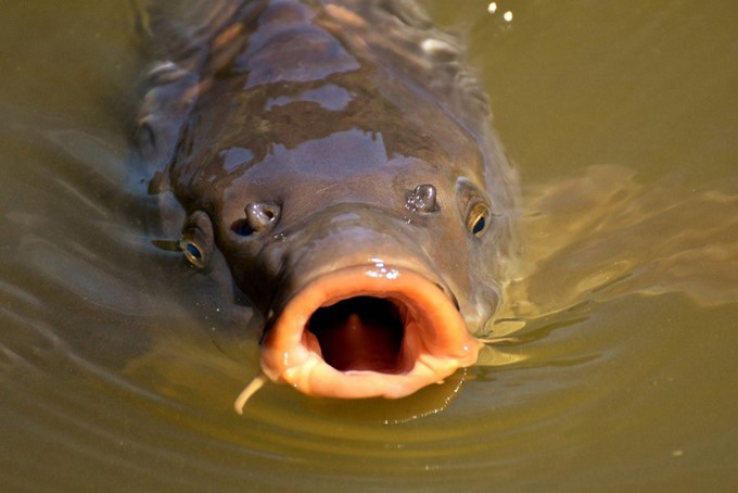 Carp on the surface of the water with it's mouth open