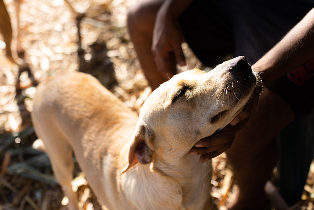 Image of a person petting a dog