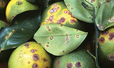 Green leaves and green and yellow citrus fruit with brown blotches.