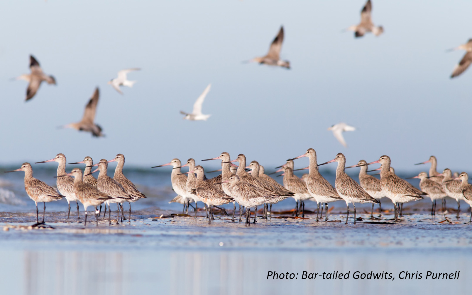 Bar-tailed Godwits