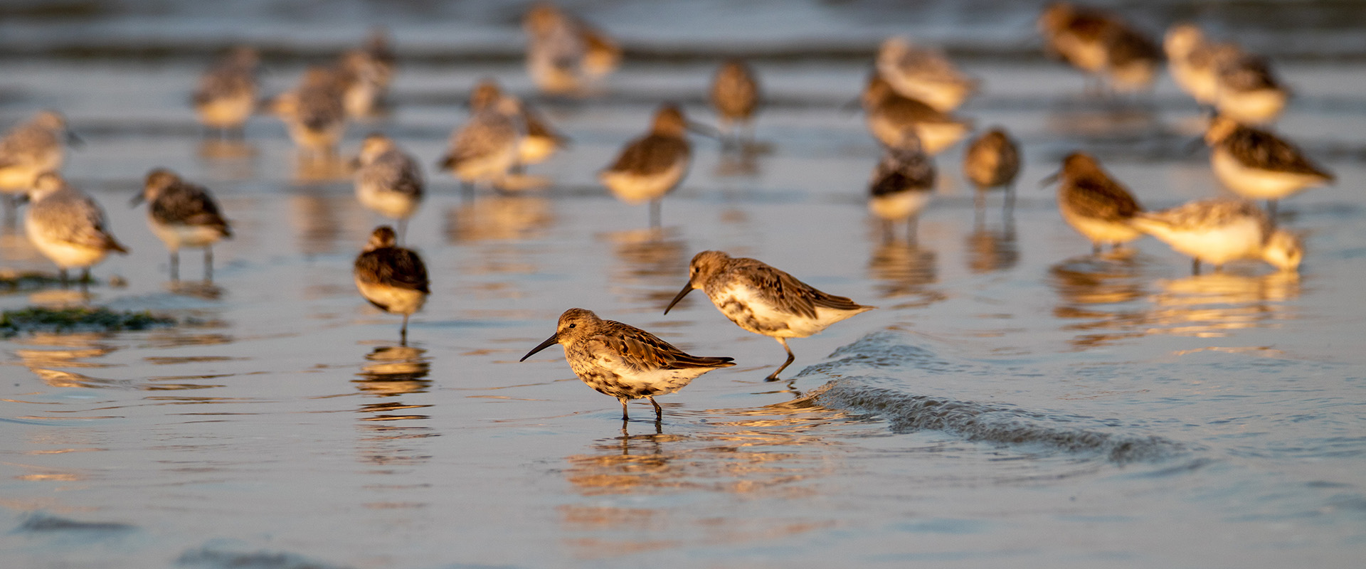 Resting flock of shorebirds