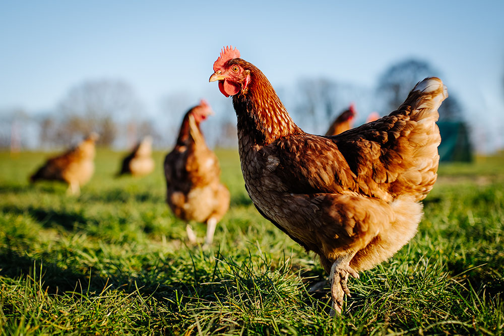 Chickens in a field