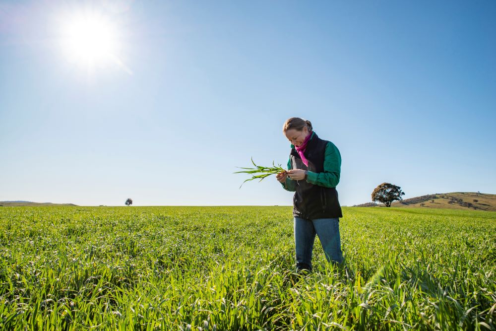 Farmer in field looking at crops