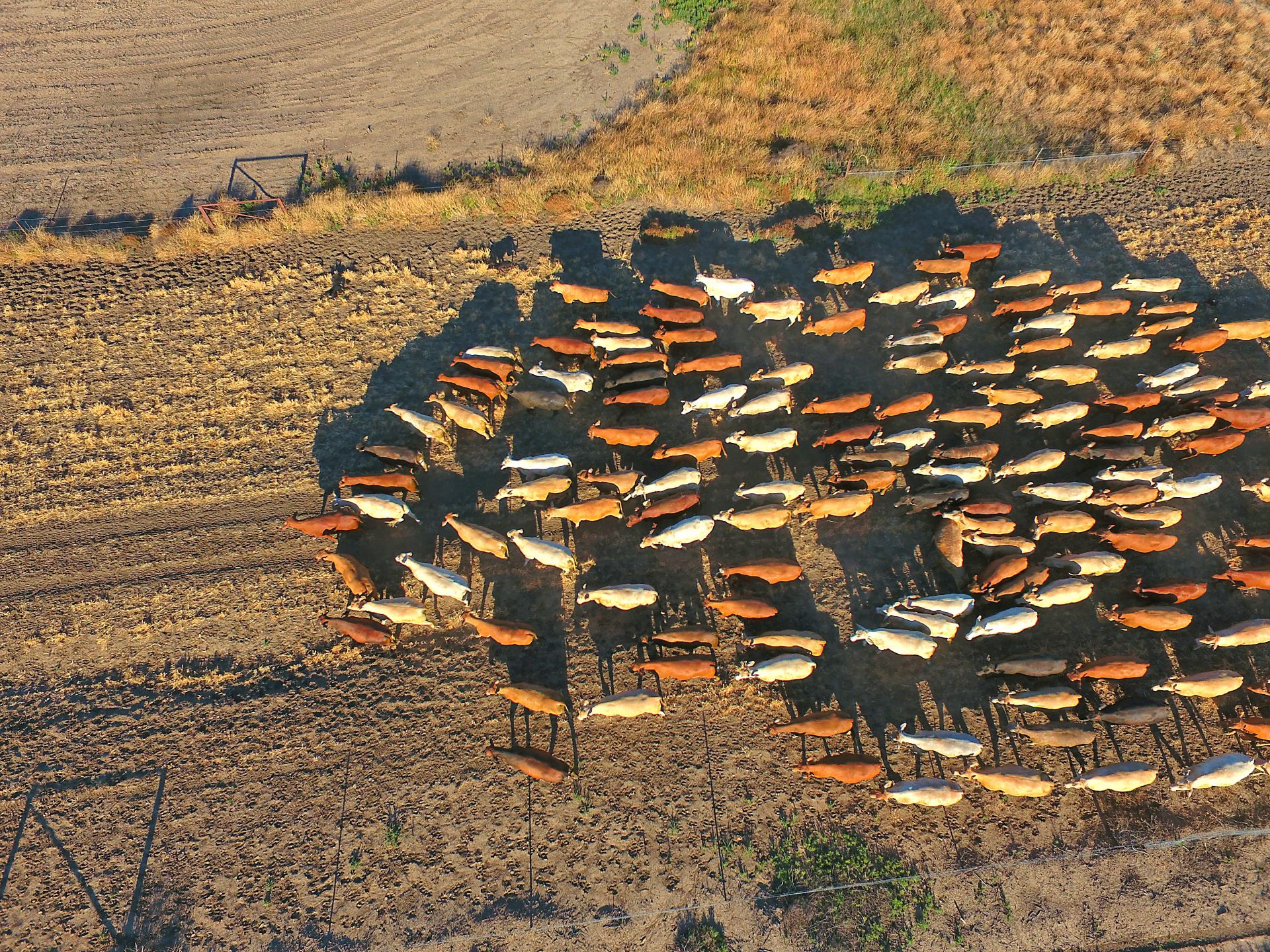 Herd of cattle