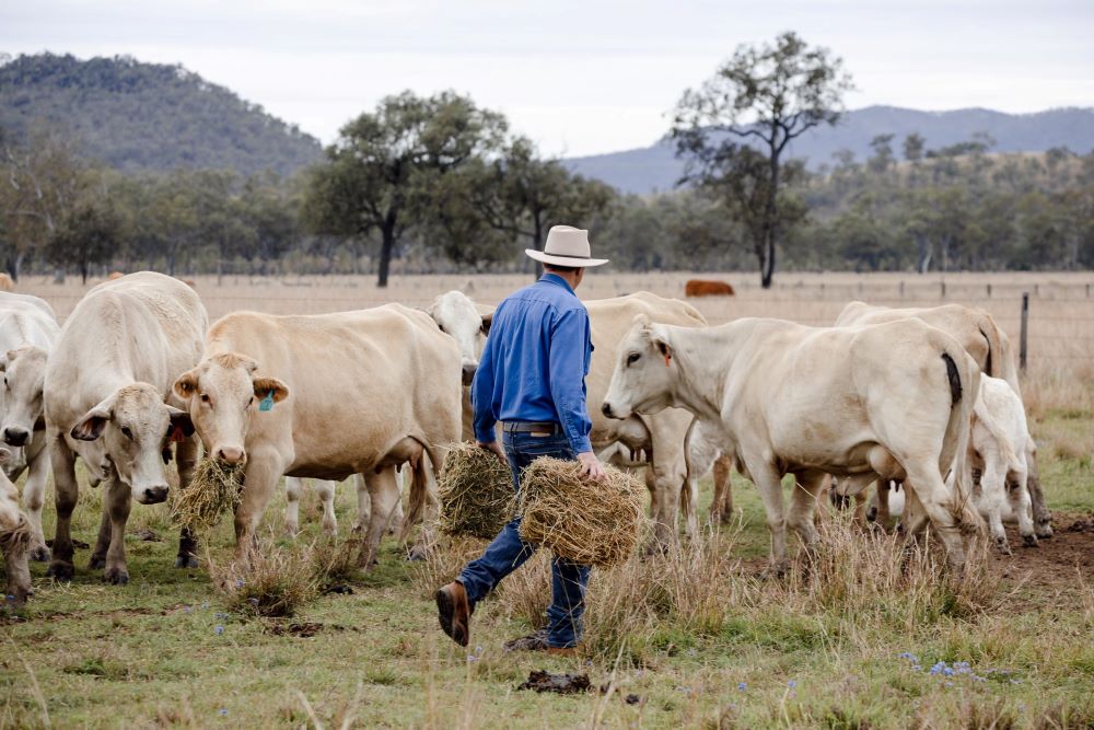 Farmer feeding hay to cattle