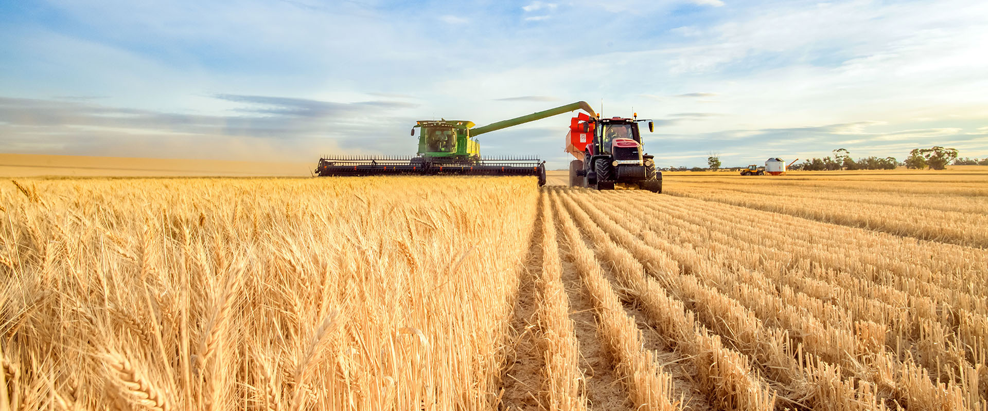 Wheat in a field