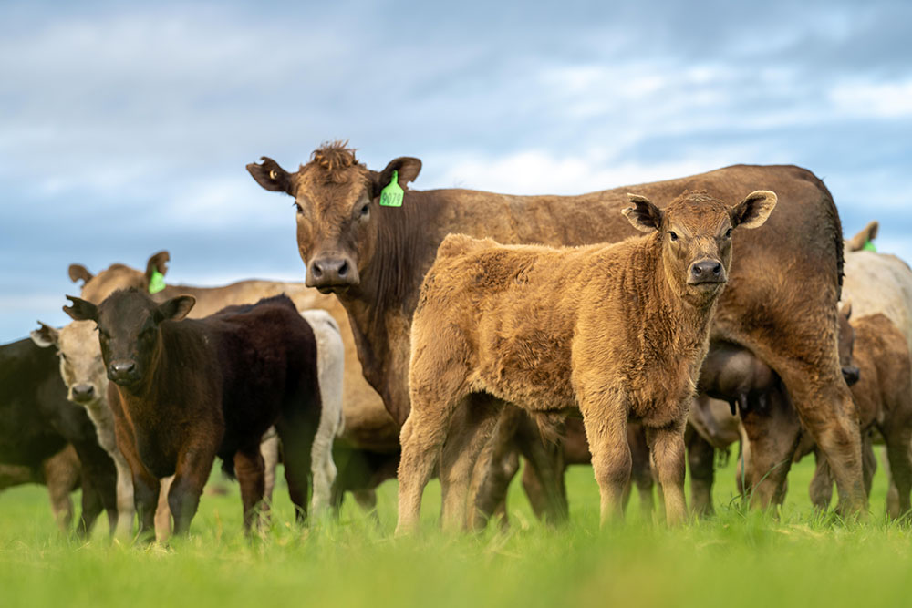 Cows in a field