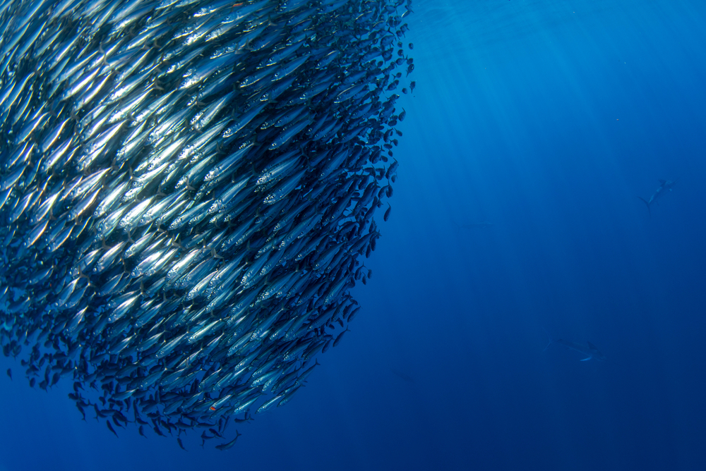 Photo of a school of fish