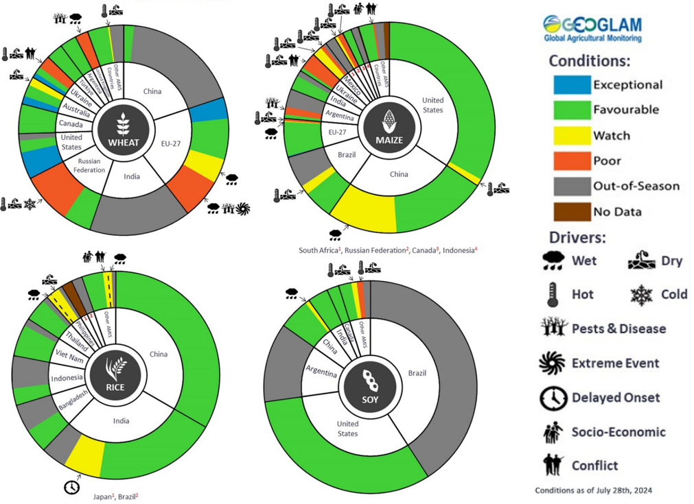 Figure showing wheat, maize, rice and soy conditions for AMIS countries during the previous month. Image provided by AMIS. Please refer to accompanying text for a more detailed description.