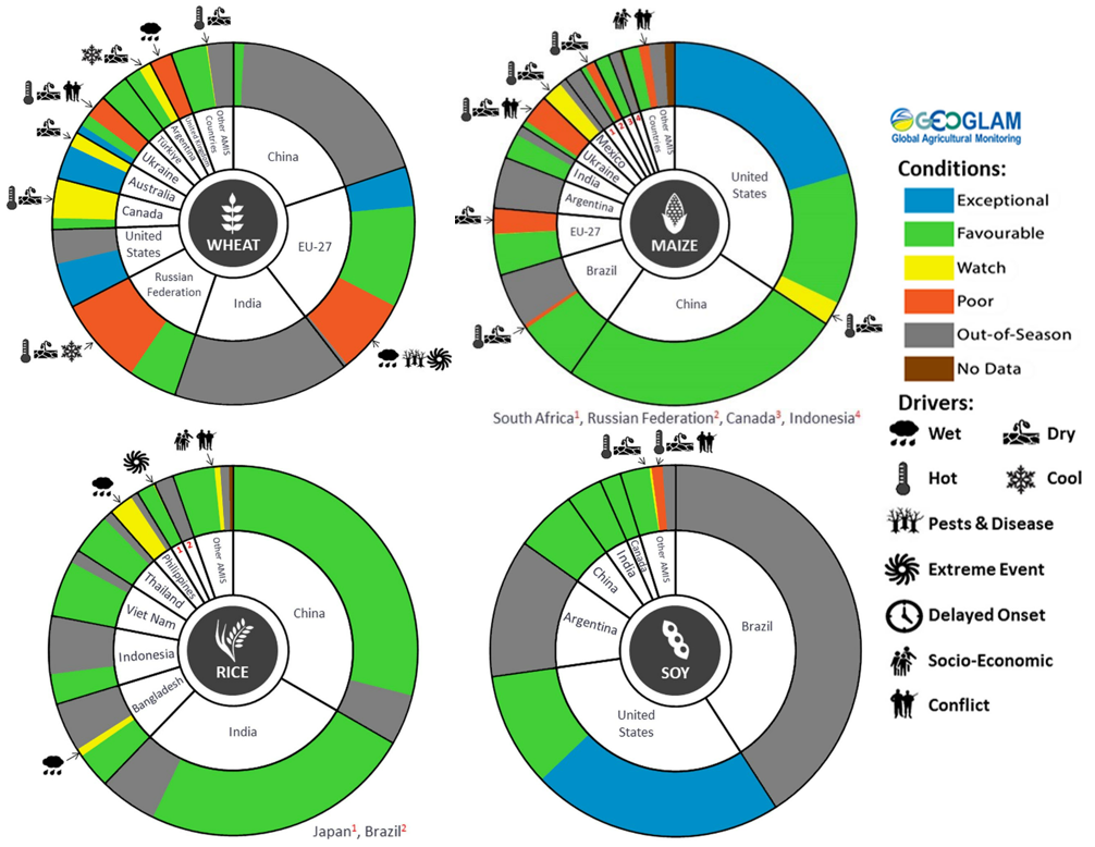 Figure showing wheat, maize, rice and soy conditions for AMIS countries during the previous month. Image provided by AMIS. Please refer to accompanying text for a more detailed description.