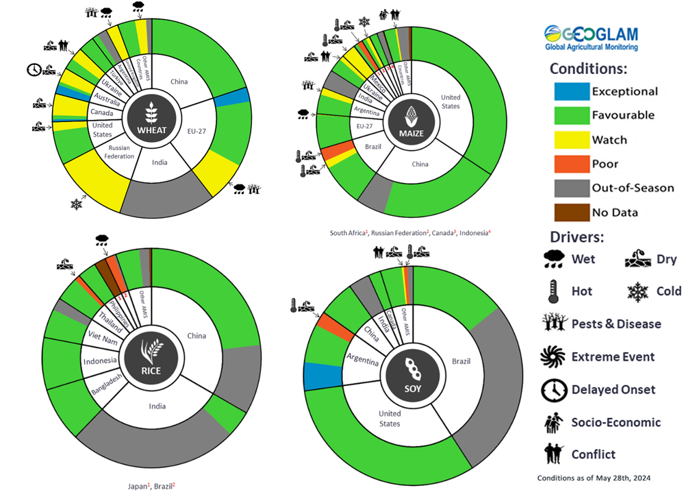 Figure showing wheat, maize, rice and soy conditions for AMIS countries during the previous month. Image provided by AMIS. Please refer to accompanying text for a more detailed description.