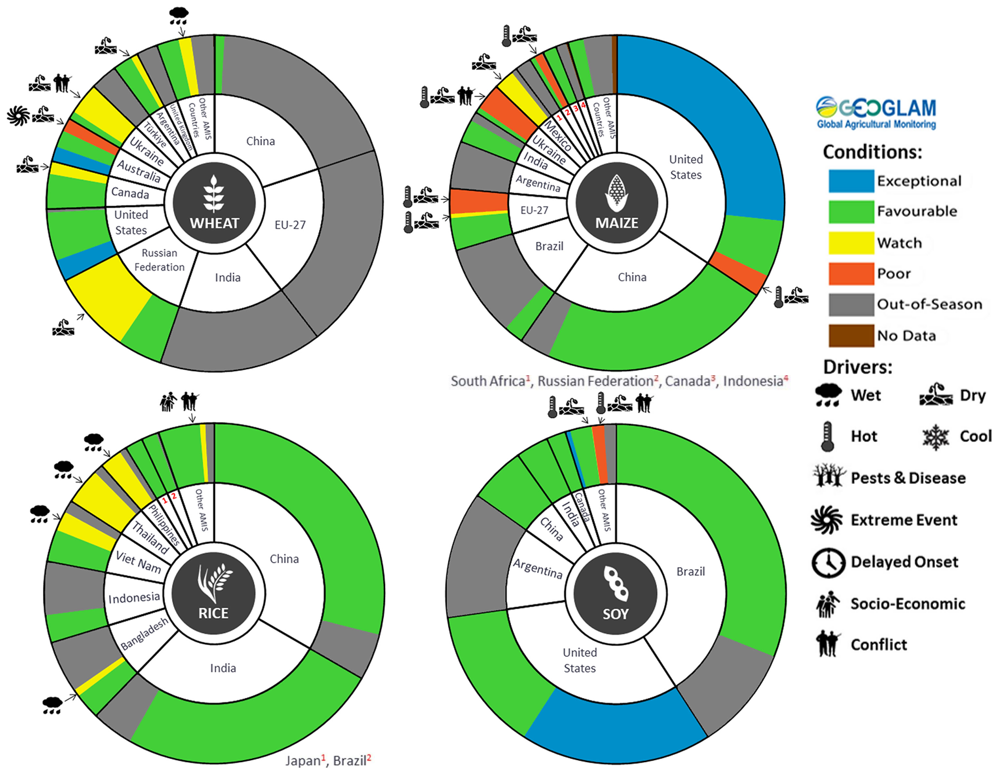 Figure showing wheat, maize, rice and soy conditions for AMIS countries during the previous month. Image provided by AMIS. Please refer to accompanying text for a more detailed description.