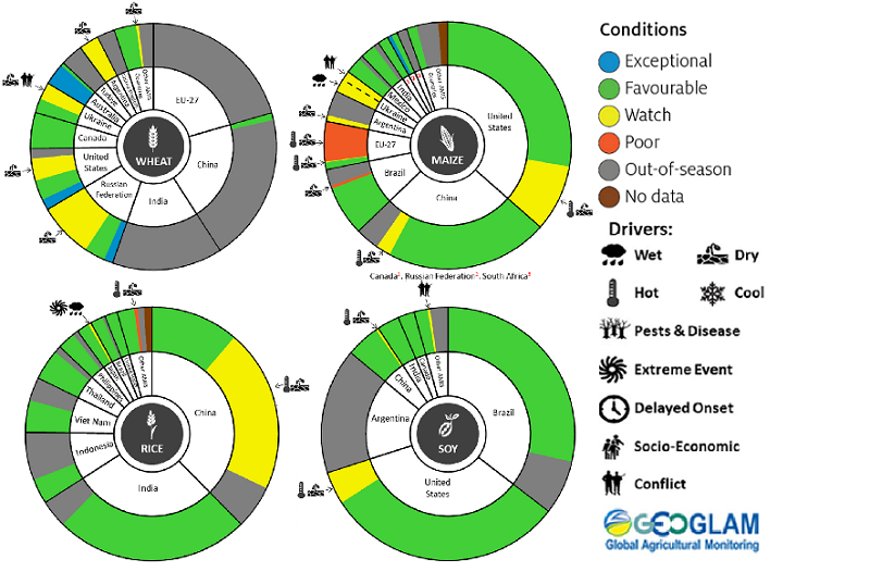 Figure showing wheat, maize, rice and soy conditions for AMIS countries during the previous month. Image provided by AMIS. Please refer to accompanying text for a more detailed description.