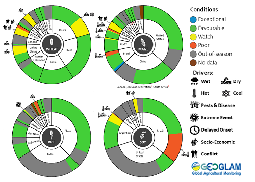 Figure showing wheat, maize, rice and soy conditions for AMIS countries during the previous month. Image provided by AMIS. Please refer to accompanying text for a more detailed description.