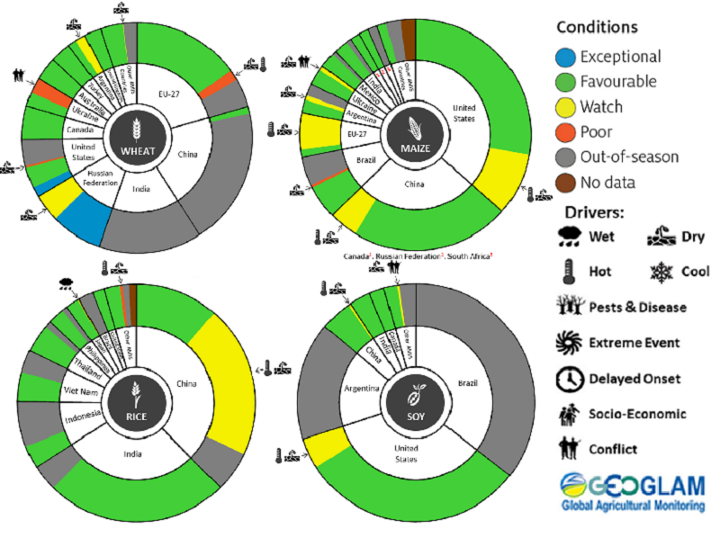 Figure showing wheat, maize, rice and soy conditions for AMIS countries during the previous month. Image provided by AMIS. Please refer to accompanying text for a more detailed description.