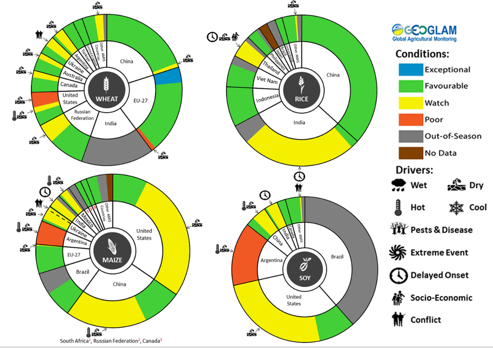 Figure showing wheat, maize, rice and soy conditions for AMIS countries during the previous month. Image provided by AMIS. Please refer to accompanying text for a more detailed description.