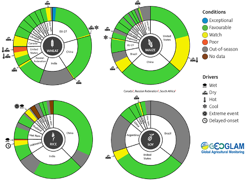 Figure showing wheat, maize, rice and soy conditions for AMIS countries during the previous month. Image provided by AMIS. Please refer to accompanying text for a more detailed description.