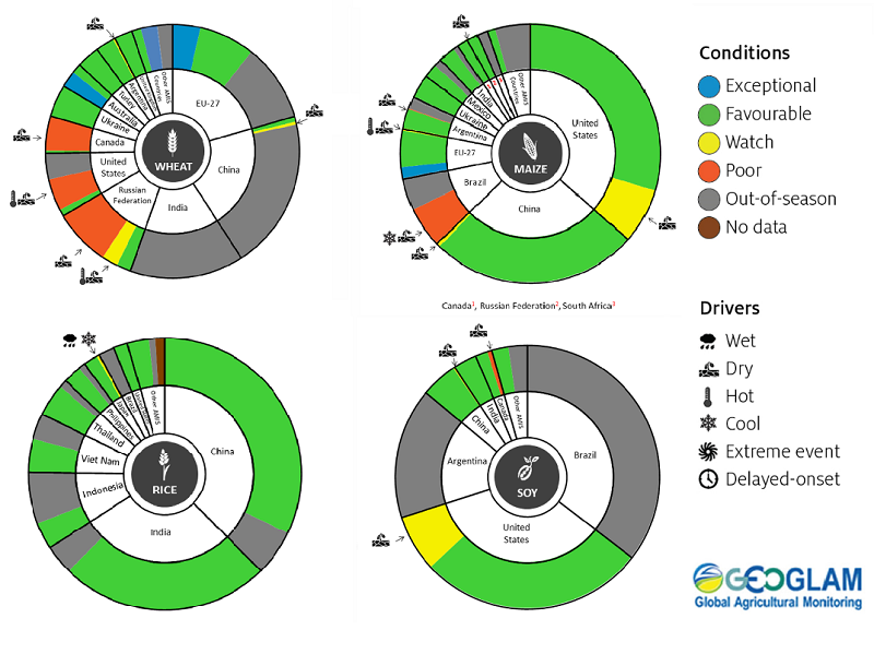 Figure showing wheat, maize, rice and soy conditions for AMIS countries during the previous month. Image provided by AMIS. Please refer to accompanying text for a more detailed description.