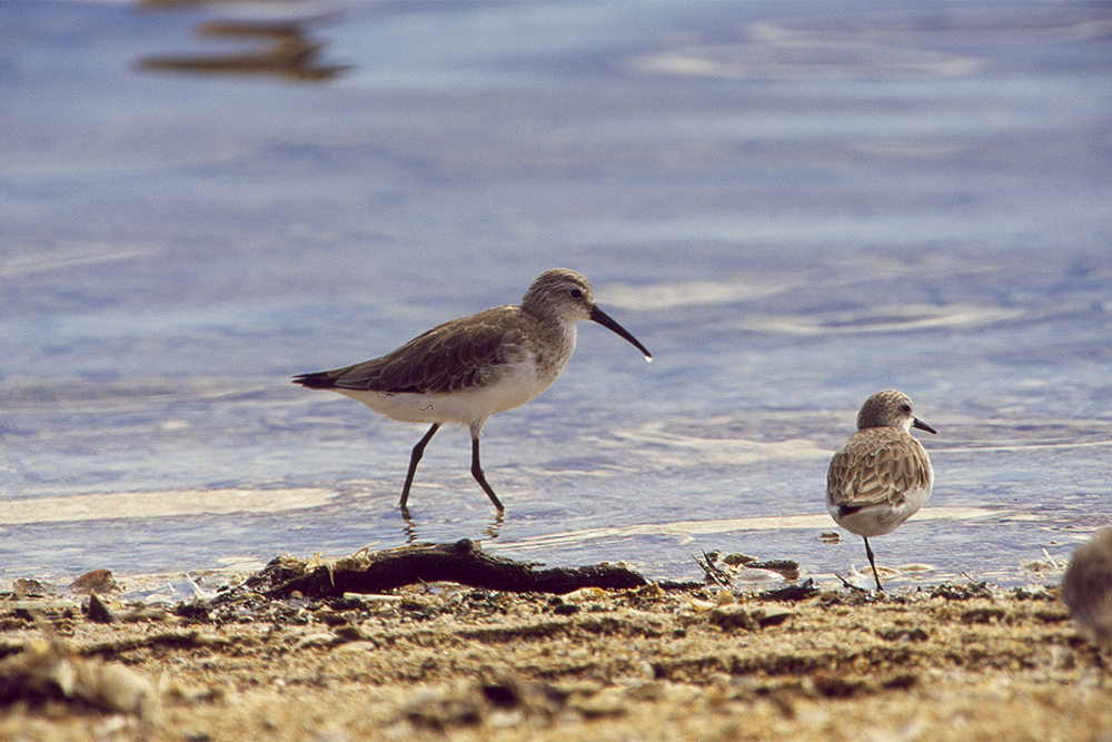 Image of a curlew sandpiper on a beach