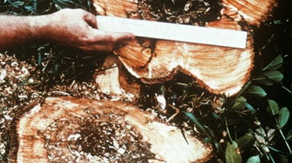 A person's hand holds a ruler against the cut trunk of a tree with reddish creamy wood and dark brown centre.