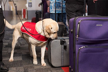 detector-dog.jpg