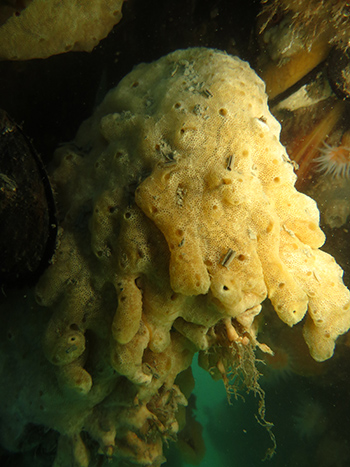 Image of Didemnum vexillum or carpet sea squirt, a droopy, sponge-like growth with lots of small holes