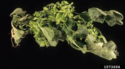 An arrangement of twisted green vegetable leaves against a black background.