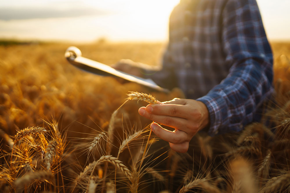 Wheat farmer