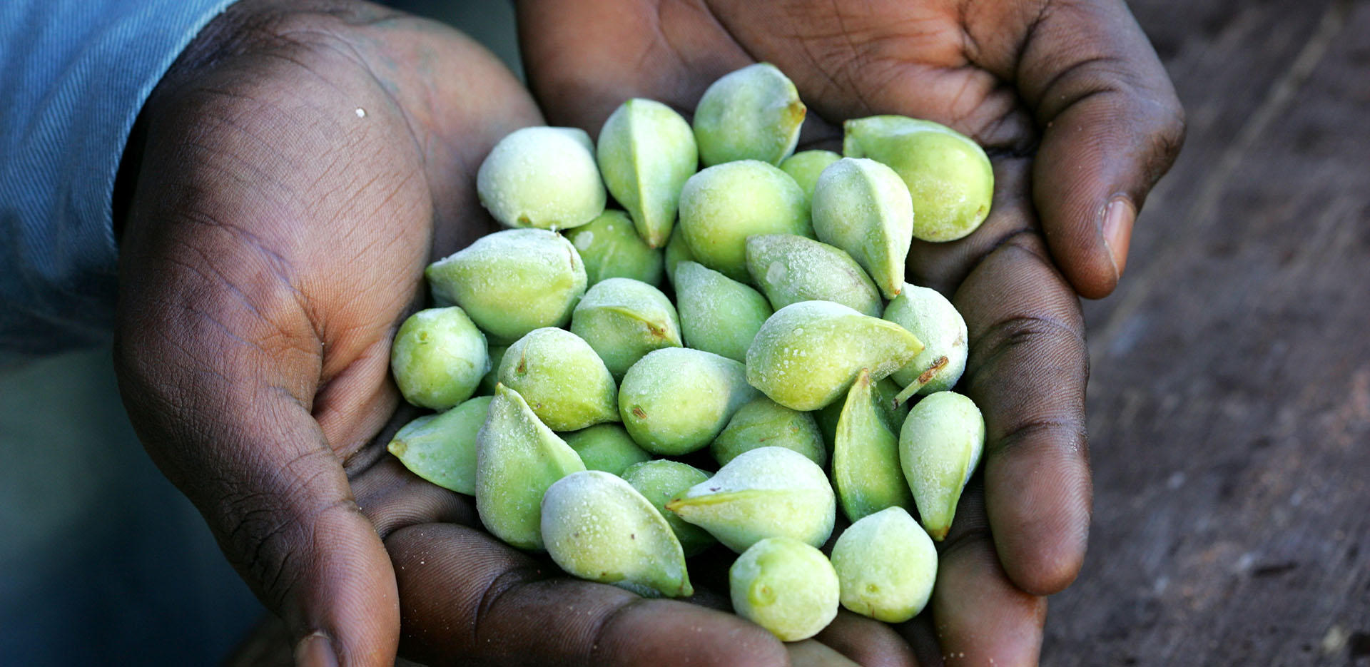 Kakadu plums