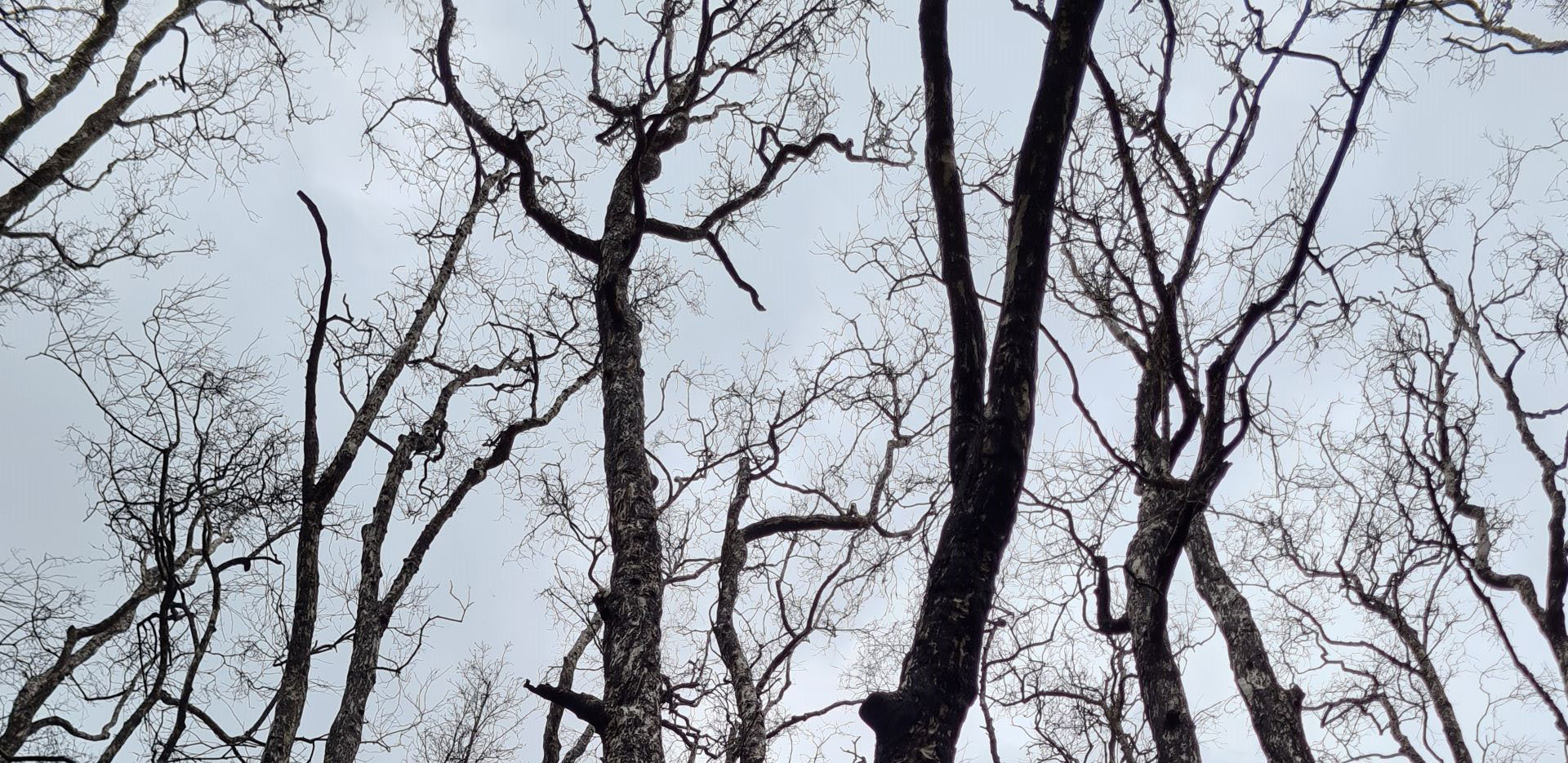 Damaged gum tree