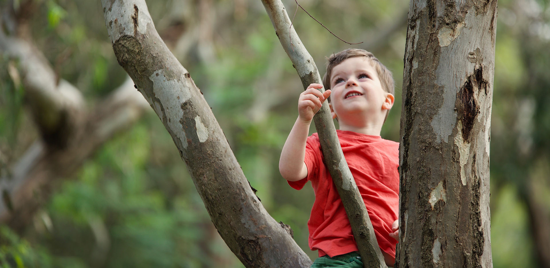 Young boy in gum tree