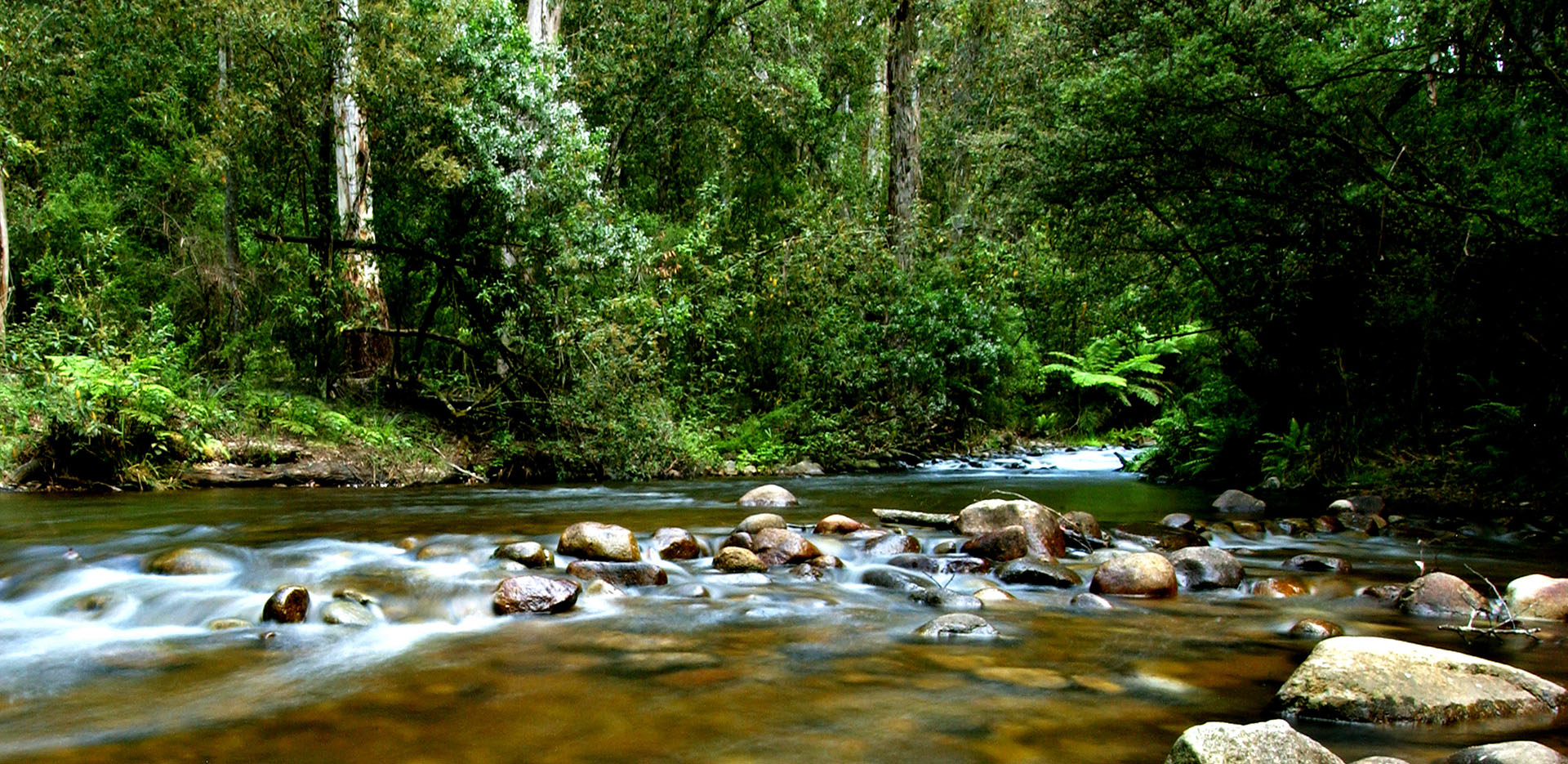 A forest and water