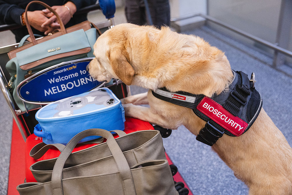 Biosecurity dog