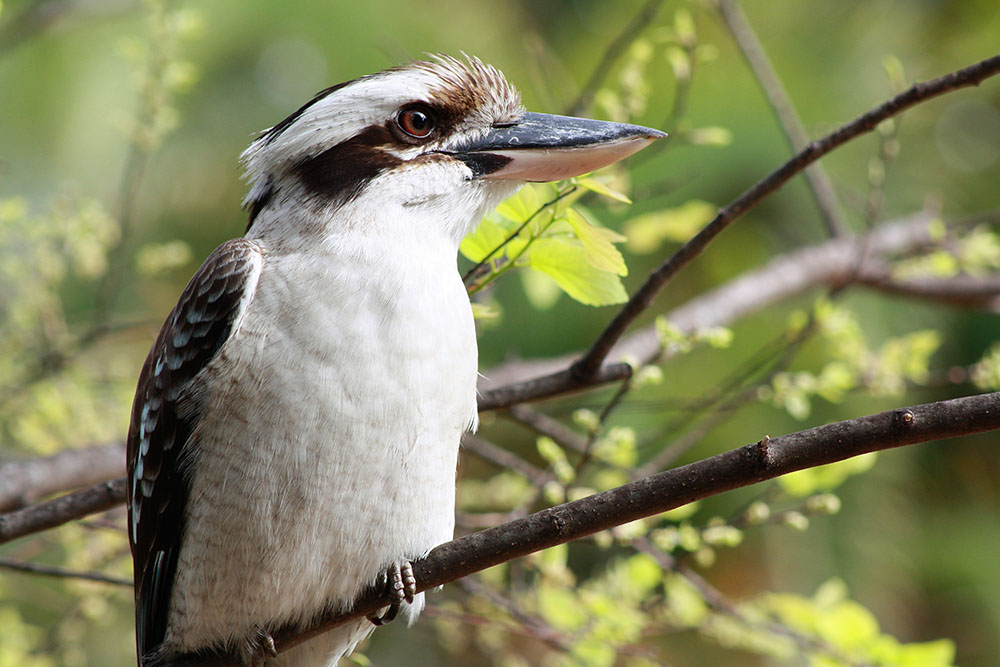 Kookaburra in a tree