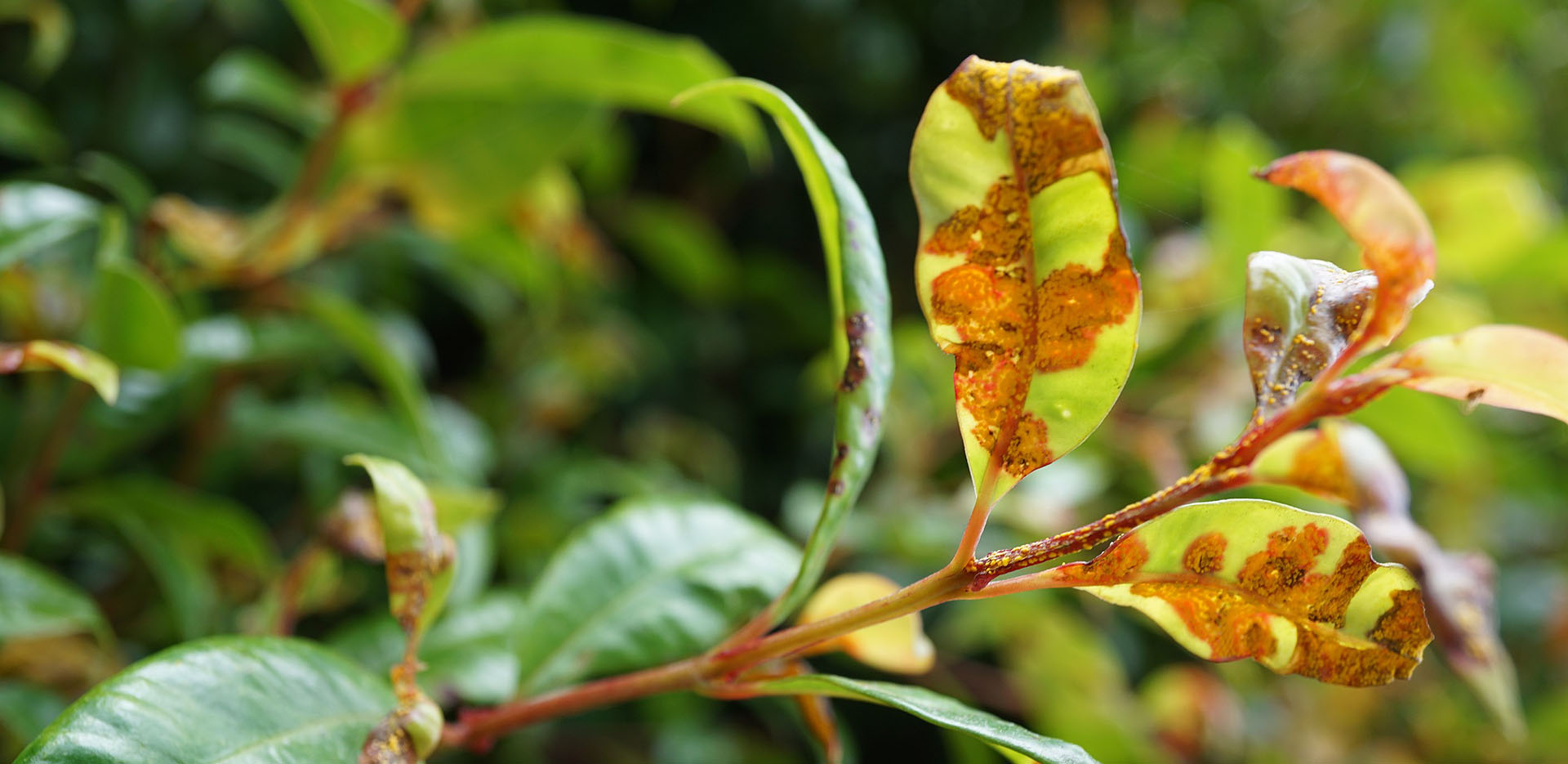 Myrtle rust on a lilly pilly