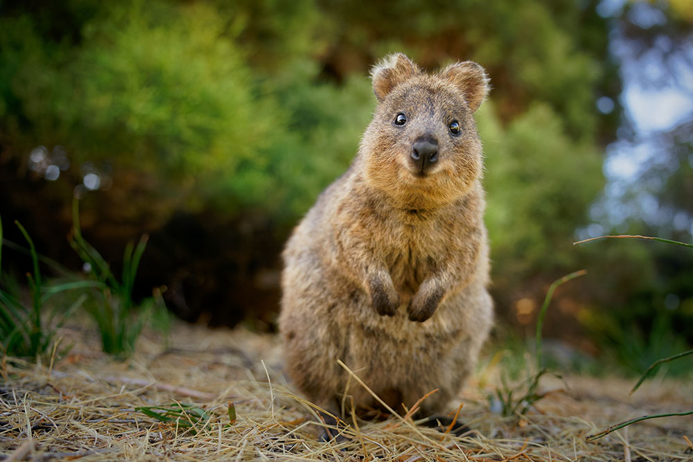 A quokka looking very cute