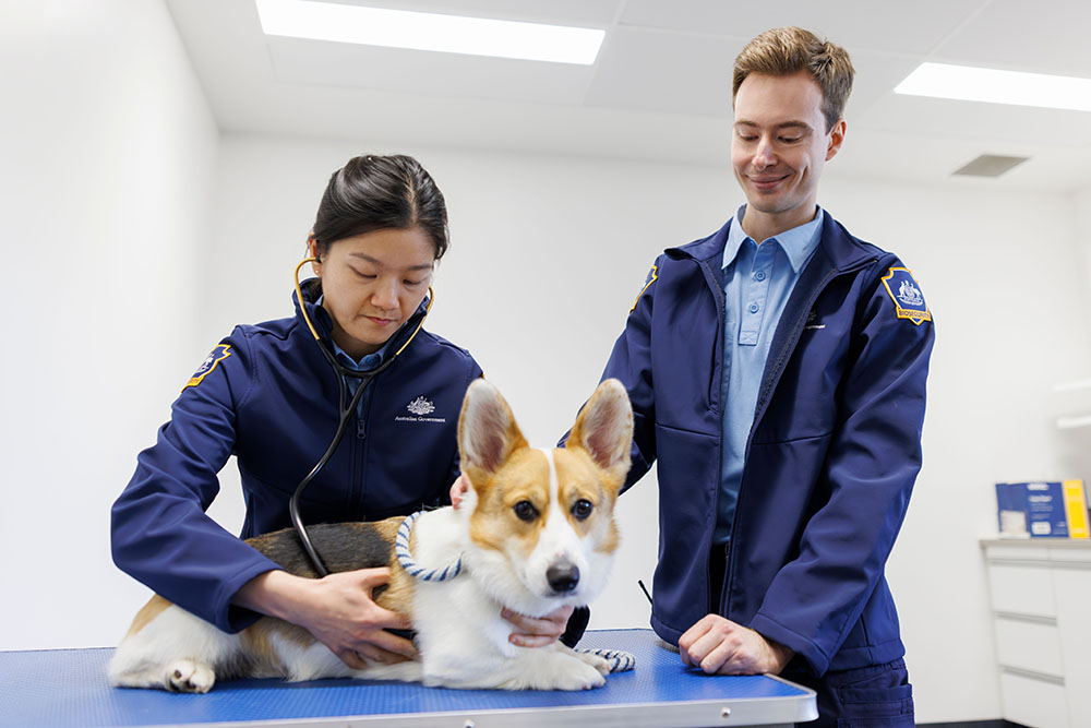 Two biosecurity officers with a dog
