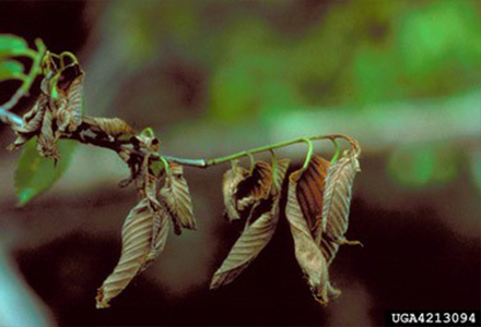 Curled-up brown leaves against a green background.