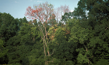 A tree with reddish-brown leaves stands out against a forest of dark green trees and a blue sky.