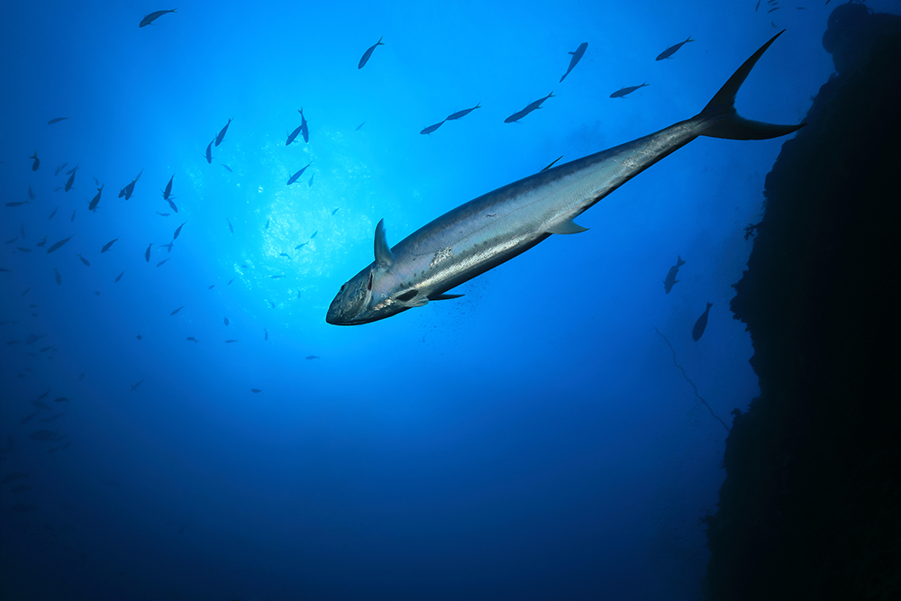 Image of a long, thin fish underwater, with other fish silhouetted in the background 