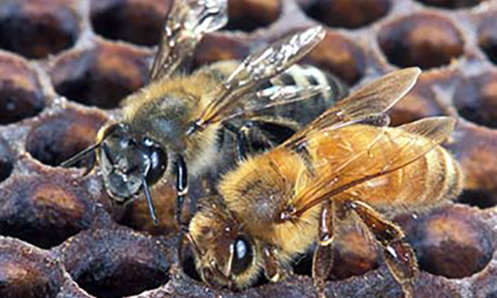 African honey bee left and European honey bee right sitting on dark brown honeycomb. The left bee has black and white stripes on its abdomen. The right bee has golden stripes on its abdomen.