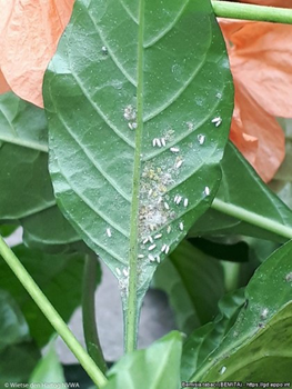 A group of small white grubs sitting on a green leaf.